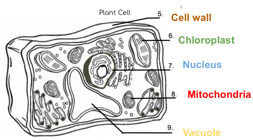 <p>Cell #9 is the vacuole</p>