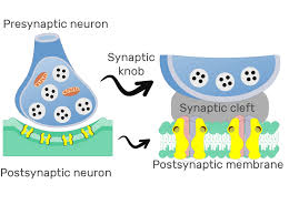 <p>(terminal button) - little swelling that forms a junction (synapse) with the next cell (nerve, muscle, gland)</p><ul><li><p>contains synaptic vesicles full of neurotransmitters</p></li></ul><p></p>