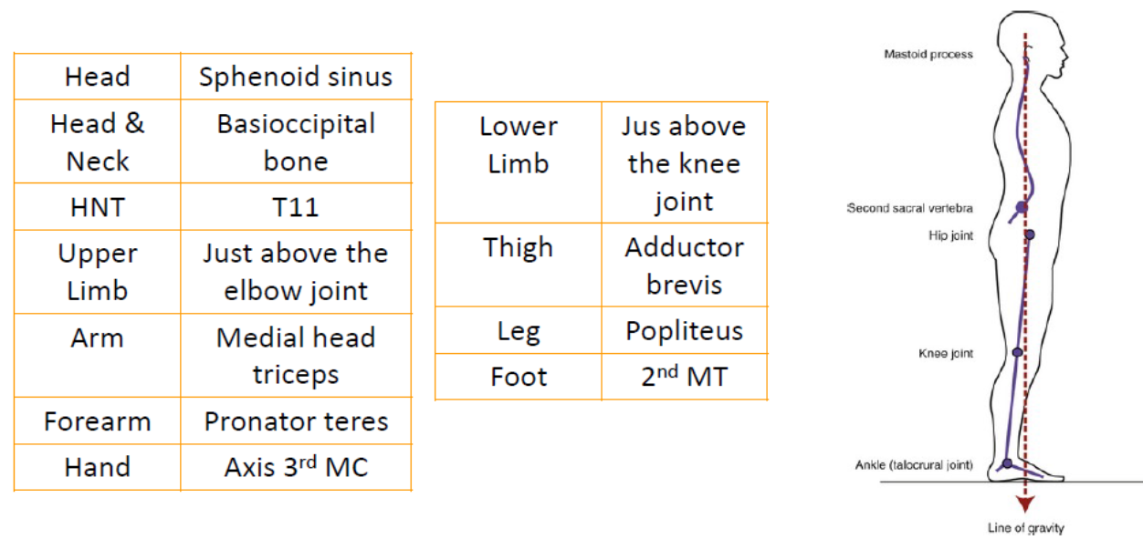 <ul><li><p>females have slightly higher COG than males</p></li><li><p>adult: slightly ant to S2</p></li><li><p>pregnant: anterior &amp; superiorly</p></li><li><p>infant: xiphoid process</p></li></ul>