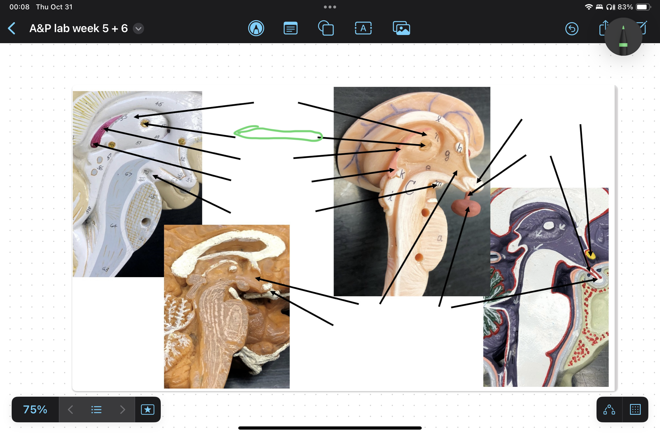 knowt flashcard image