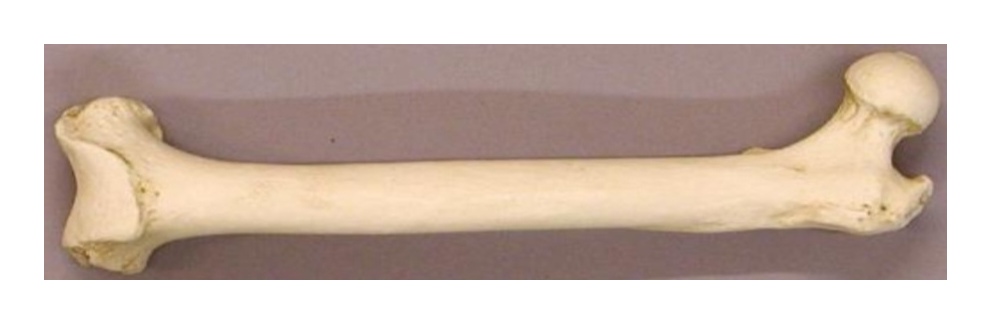 <p>The <strong>largest bone</strong> is the ___ <strong>(thigh bone)</strong>.</p>