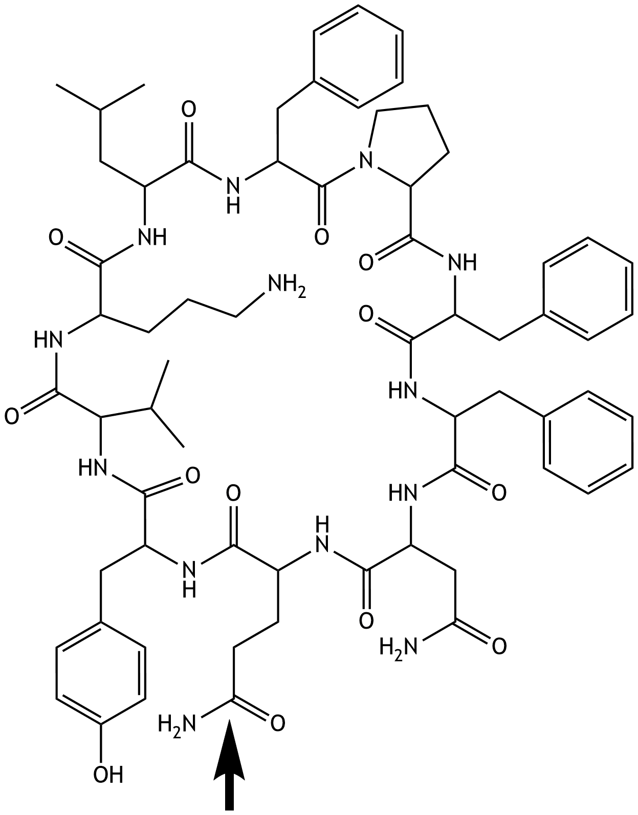 <p>62. The structural formula of a cyclic polypeptide, the antibacterial agent tyrocidine A (found, for example, in lozenges used to treat inflammation of the pharyngeal mucosa), is shown. The residue of which amino acid is marked with an arrow in the depicted formula of tyrocidine A?</p><p>A. Arginine</p><p>B. Asparagine</p><p>C. Aspartate</p><p>D. Glutamate</p><p>E. Glutamine</p>