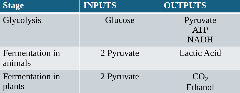 <p><span>Anaerobic respiration occurs when oxygen is not present.</span></p><p class="E1168 x-scope qowt-point-para-9" style="text-align: left"><span>There are 2 stages in this process</span></p><ol><li><p class="E1168 x-scope qowt-point-para-9" style="text-align: left"><span>Glycolysis</span></p></li></ol><p class="E1184 x-scope qowt-point-para-33 list-type-buNone" style="text-align: left"><span>Glycolysis occurs in the cytoplasm.  The input of the process is glucose.</span></p><p class="hideBullet E1186 x-scope qowt-point-para-27 list-type-buNone" style="text-align: left"></p><p class="E1189 x-scope qowt-point-para-33 list-type-buNone" style="text-align: left"><span>Glucose is broken down to produce</span></p><p class="E1192 x-scope qowt-point-para-34" style="text-align: left"><span>2 molecules of a compound called pyruvate</span></p><p class="E1195 x-scope qowt-point-para-34" style="text-align: left"><span>2 molecules of ATP</span></p><p class="E1198 x-scope qowt-point-para-34" style="text-align: left"><span>H+ carried on NAD (as NADH)</span></p><ol start="2"><li><p class="E1198 x-scope qowt-point-para-34" style="text-align: left"><span>Fermentation</span></p></li></ol><p class="E1217 x-scope qowt-point-para-33 list-type-buNone" style="text-align: left"><span>Fermentation (like glycolysis) occurs in the cytoplasm of the cell.  It is different in plants and animals</span></p>