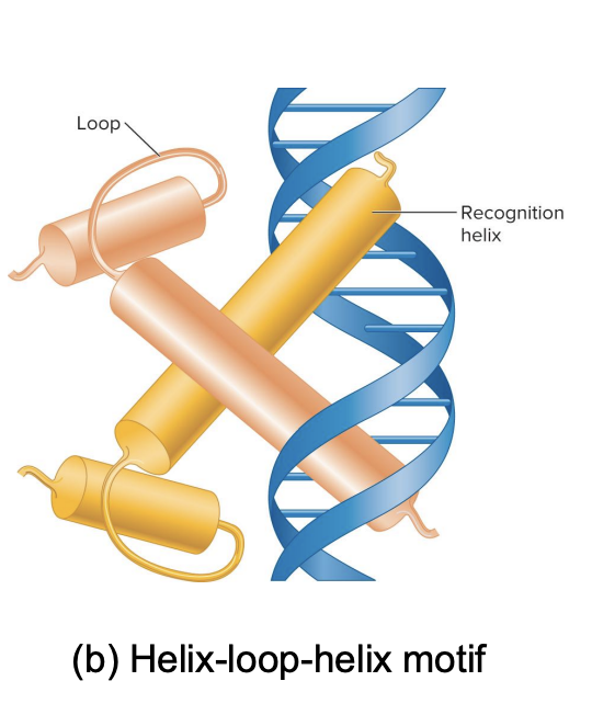 <ul><li><p>The motifs are special shapes or <strong>patterns in the transcription factors</strong> that allow them to <strong>attach to the DNA.</strong></p></li><li><p>This motif looks like a small loop connecting two sticks. Two of these motifs can pair up and help the protein grab onto DNA.</p></li></ul><p></p>