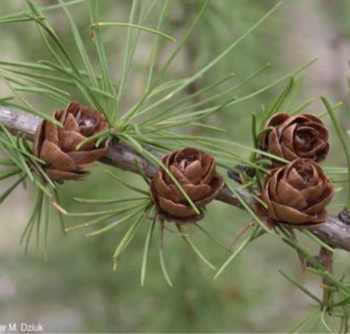 <p>cones, scales thin, up to 20 scales, less pronounced short-stalk</p>