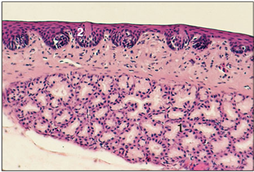 <p>Identify the structure:</p><p>Specie:</p><p>Parts:</p><p>1.__ 2.__ </p><p>Stain used:</p>