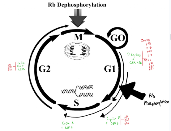 <ul><li><p><span>p = molecular weight…p27 is the most researched&nbsp;</span></p></li><li><p><span style="background-color: transparent;">Green means = go&nbsp;</span></p></li><li><p><span style="background-color: transparent;">Red means = brake&nbsp;</span></p></li><li><p><span style="background-color: transparent;">must overcome ALL the brakes acting on the single cyclin/cdk to move on in the process of cell division which is WHY it takes ALOT to start the cell cycle&nbsp;</span></p></li><li><p><span style="background-color: transparent;">7 potentially inhibitory proteins that you have to get rid of or modify in order to get through to go from G1 to S Phase&nbsp;</span></p></li></ul><p></p>