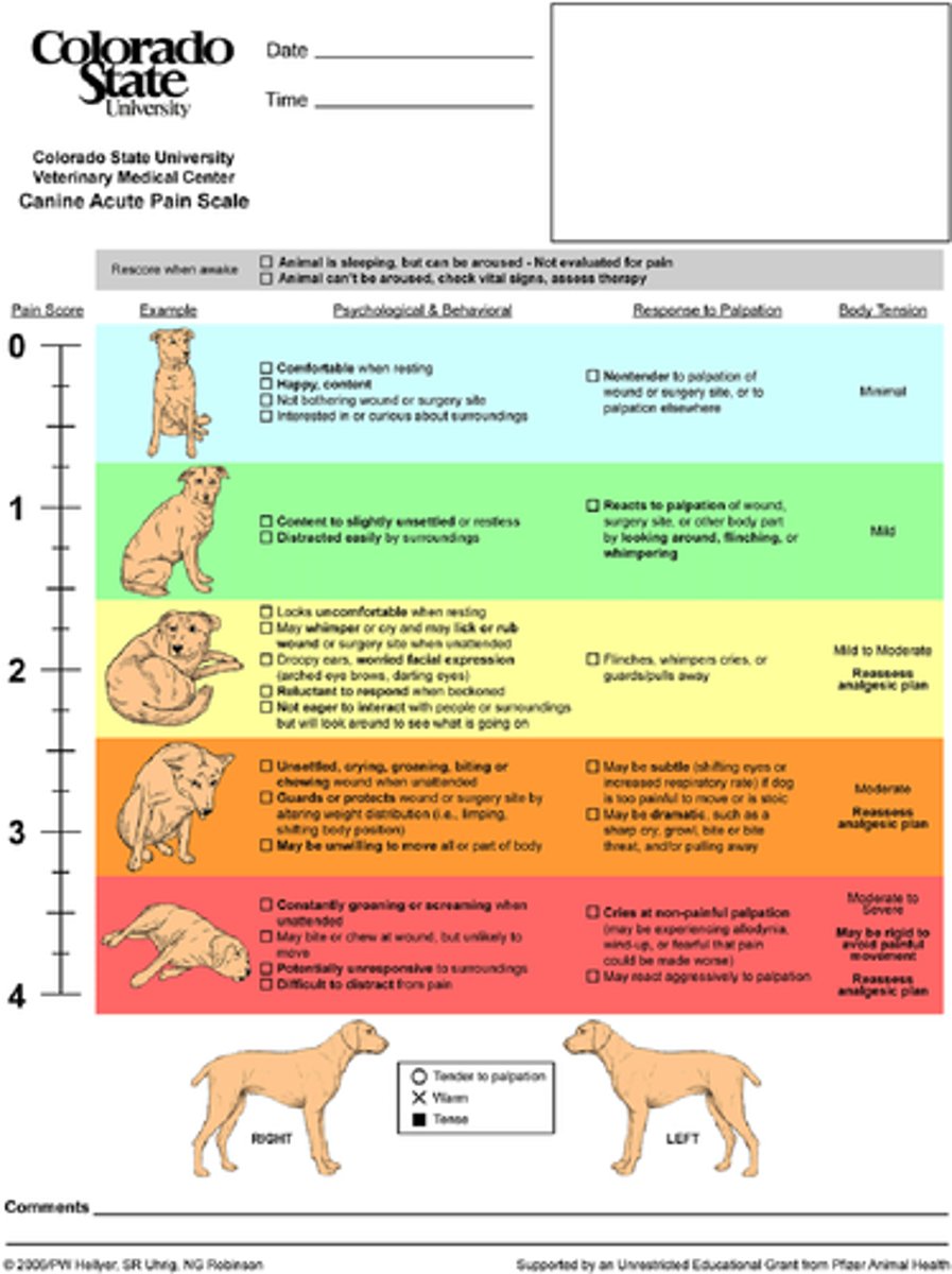 <p>- Glasgow Composite Pain Scale</p><p>- CSU Acute Pain (dog, cat, horse)</p><p>- Grimace Scales (mouse, rat, rabbit, equine)</p>