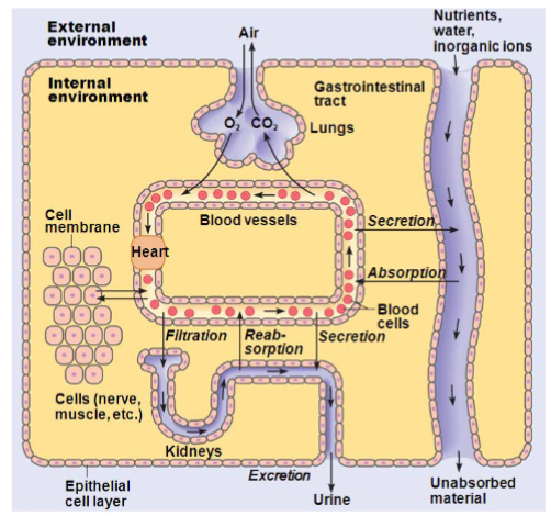 <p>Characteristics of biological membranes (lec 3)</p>