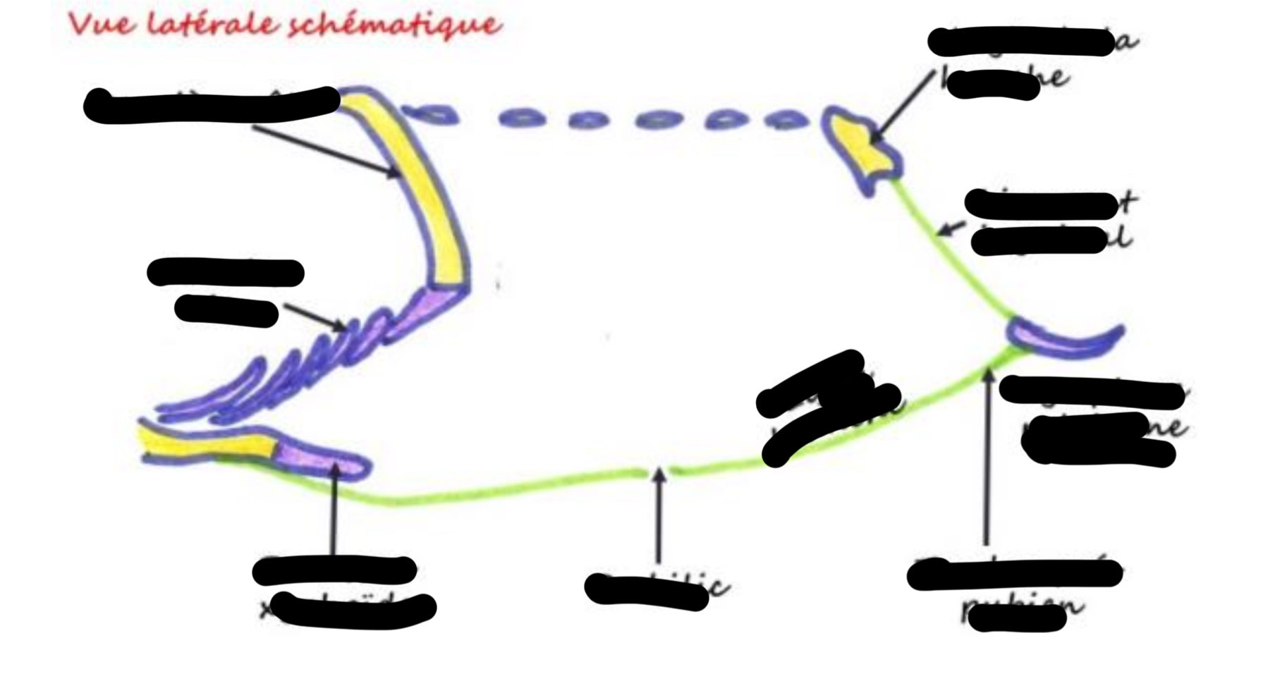 term image