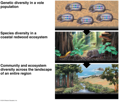 Genetic, species, ecosystem diversity