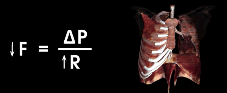 <ul><li><p>elasticity of lungs, chest wall, airway diameter, alveolar surface tension</p></li></ul>