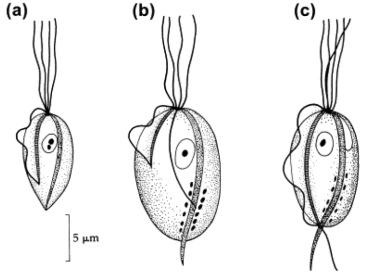 <p>What are these 3 trichomonads in order from left to right? Give genus and species.</p>