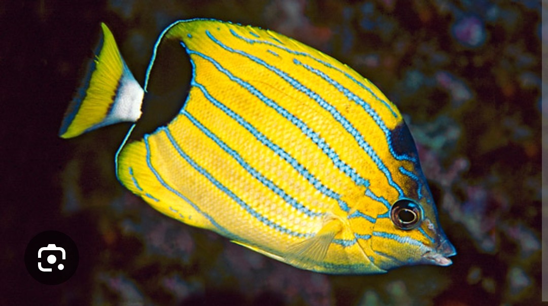 <p>Chaetodontidae family</p><p class="has-focus">They feed on the tentacles of sessile invertebrates like feather duster worms and other benthic invertebrates, also coral polyps and small crustaceans</p><p class="has-focus">8 diagonal blue stripes and large dark spot near caudal fin</p>