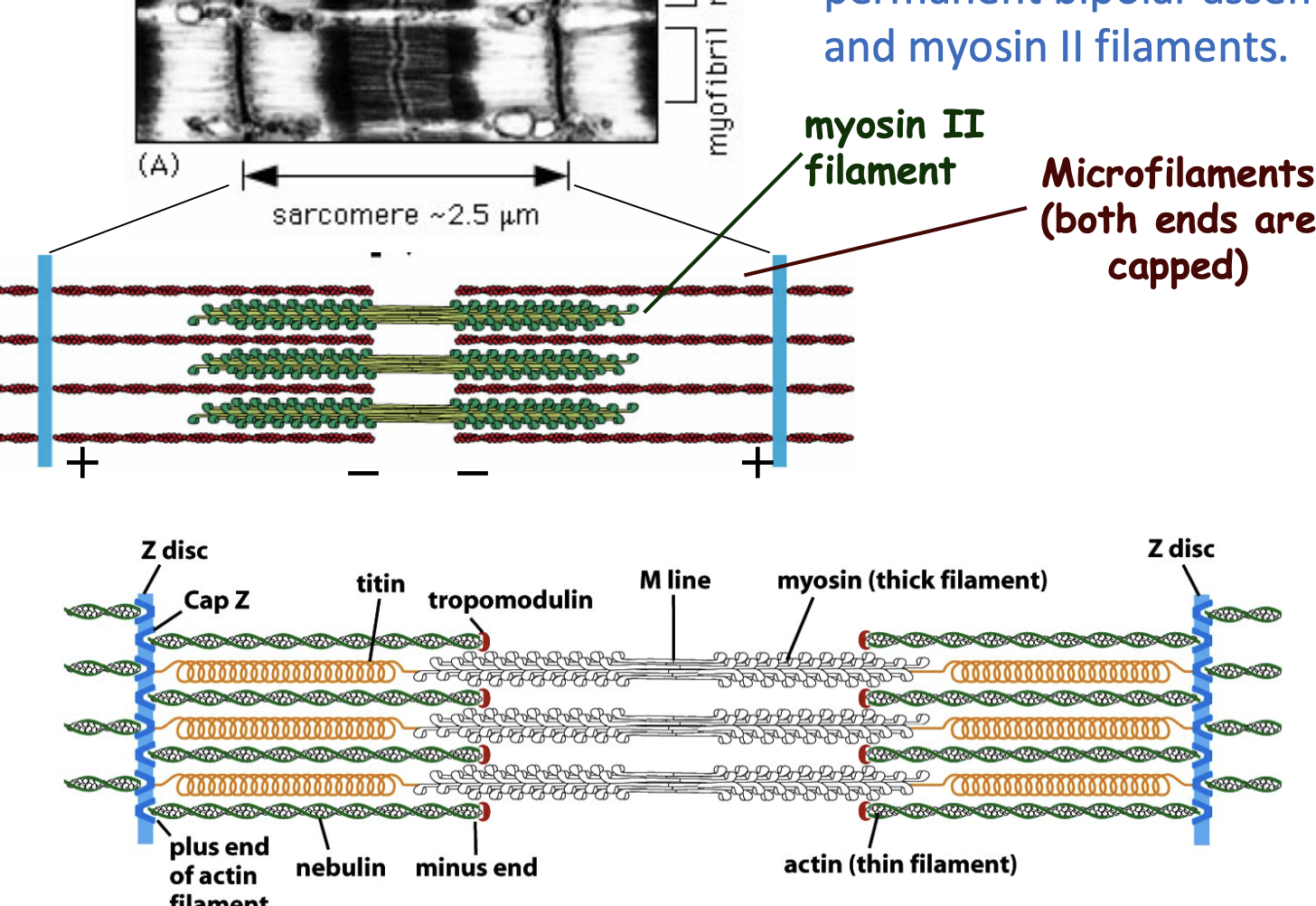 <p><strong>Actin (thin) filaments are attached to Z-discs, while myosin (thick) filaments pull on actin to generate force.</strong><br><span data-name="check_mark_button" data-type="emoji">✅</span> <strong>Accessory proteins (Cap Z, Nebulin, Titin) help maintain structure and function.</strong><br><span data-name="check_mark_button" data-type="emoji">✅</span> <strong>Contraction = Sarcomere shortens; Relaxation = Sarcomere lengthens.</strong></p>