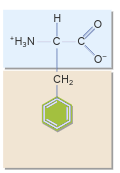 <p>Phe, F</p><p></p>