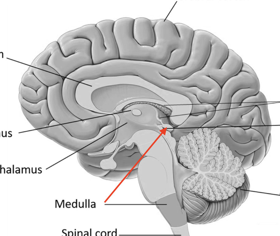 <p>produces and secretes melatonin</p>