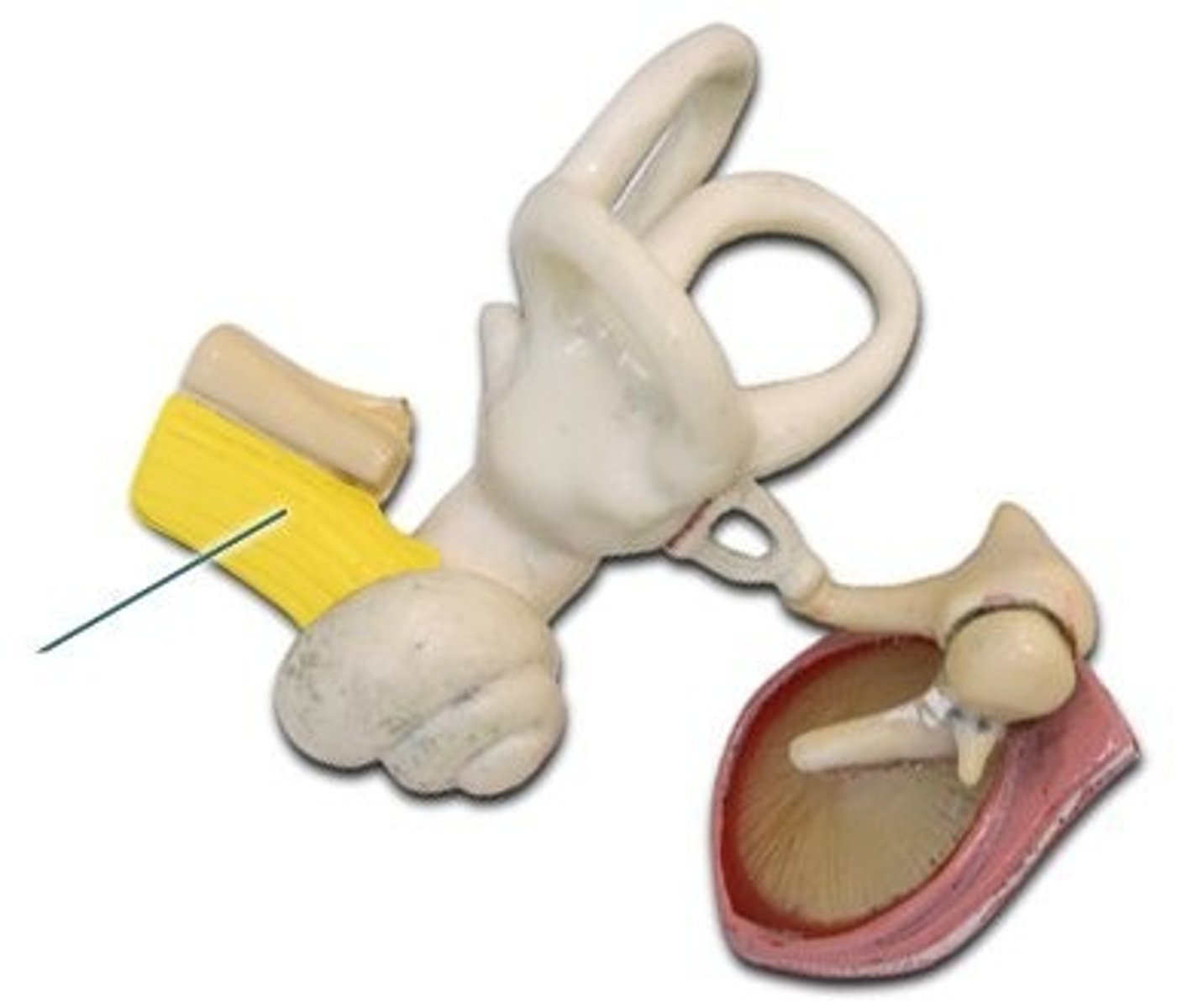<p>carries auditory information to the brain</p>