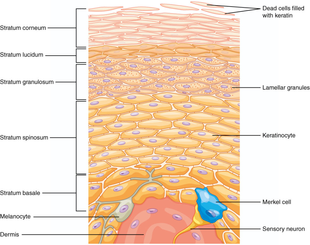 <ol><li><p>Keratohyalin granules release filaggrin—a protein that binds keratin into tough bundles</p></li><li><p>Cells produce tough envelope proteins beneath their membranes</p></li><li><p>Membrane-coating vesicles release a lipid mixture that spreads out over cells surface and waterproofs it</p></li><li><p>Keratinocytes’ organelles degenerate and the cells die</p></li></ol><p></p>