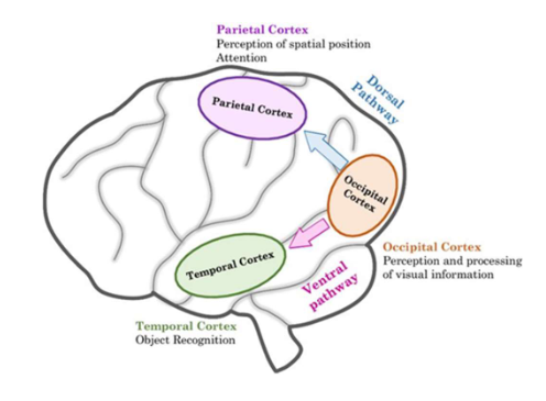 <p><strong>objecten waarnemen &amp; herkennen: </strong>‘what’ &amp; ‘where’ pathways</p>