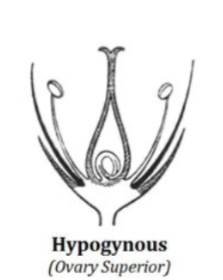 <p>Hypogynous</p>