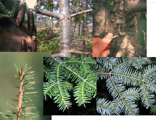 Blade: flat 90 degree, individual needles
Reproductive: a true fir, cone sits upright
Bark: smooth and grey, have "pitch-pocket"