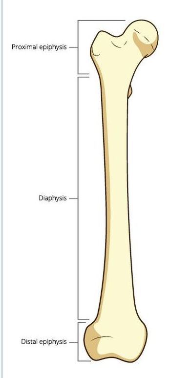 <p><strong><em><u>ENDS</u></em> OF LONG BONE </strong></p><ul><li><p>CONTAINS SPONGY BONES with THIN LAYER of COMPACT BONE </p></li></ul><p></p>