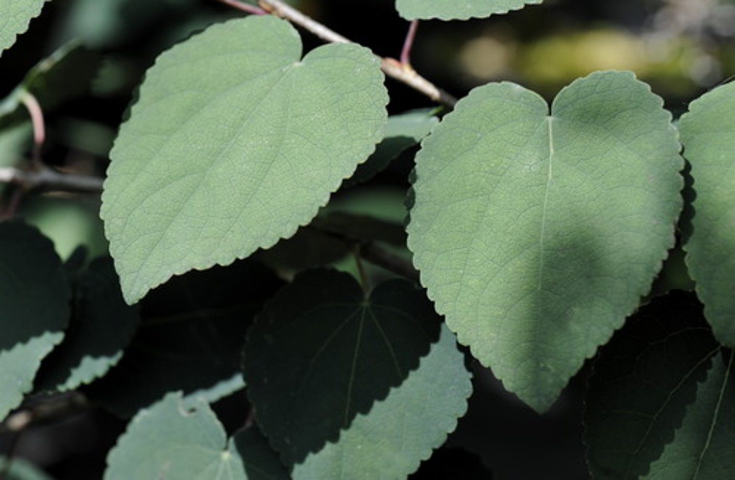 <p>leaves on short shoots are cordate, leaves on long shoots are ovate with serrated margins; any arrangement</p>