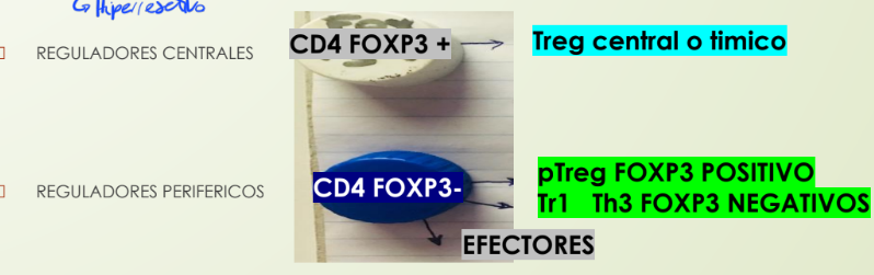 <p><strong>Linfocitos T:</strong> Si reconocen mucho a los AG PROPIOS (hiperrectovos):</p><ul><li><p>MUEREN x APOPTOSIS o<strong> 5% SOBREVIVE </strong>y son <strong>TREG</strong> (reguladores centrales, FOXP3+) en TIMO</p></li></ul><p></p><p><strong>Linfocitos B:</strong> si reconocen mucho son hiperreactivos:</p><ul><li><p>MUEREN x APOPTOSIS o <strong>RE-EDITAN su BCR en MEDULA OSEA</strong></p></li></ul><p></p><p>ALGUNOS HIPERREACTIVOS SALEN A LA PERIFERIA</p>
