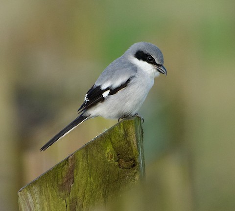 <p>small, hooked bill, mostly gray</p>