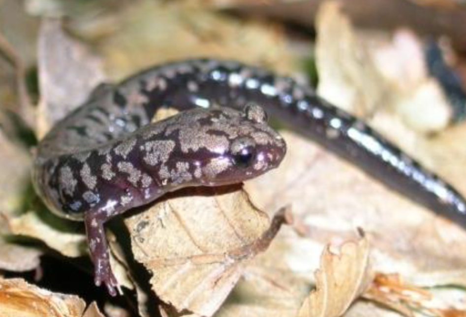 <p>plethodon welleri</p>