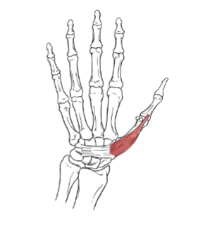 <p>What is the insertion for extensor pollicis brevis?</p>