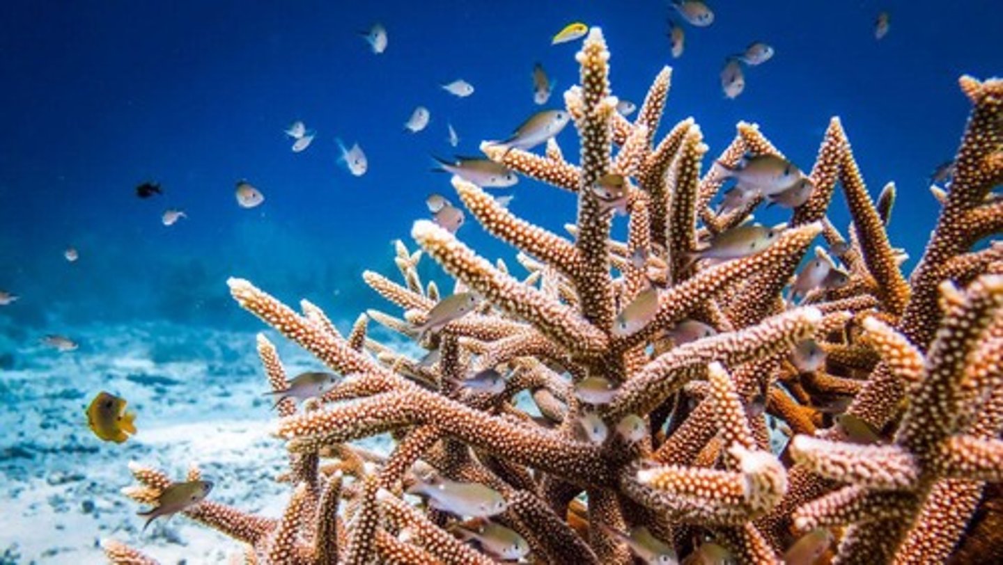 <p>Coral reefs are often referred to as the 'rainforests of the sea' due to their high biodiversity.</p>