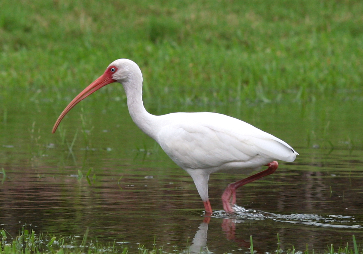 <ul><li><p>Small</p></li><li><p>White body</p></li><li><p>Black wing tips</p></li><li><p>Red beak &amp; face</p></li><li><p>Red legs</p></li></ul><p></p>