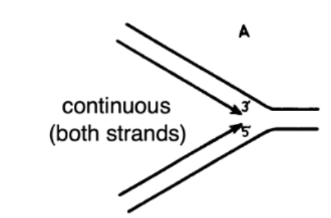 <p>Not true</p><ul><li><p>missing a polymerase that could add free nucleotides to the 5’ end and grow strand in opposite direction</p></li></ul><p></p>