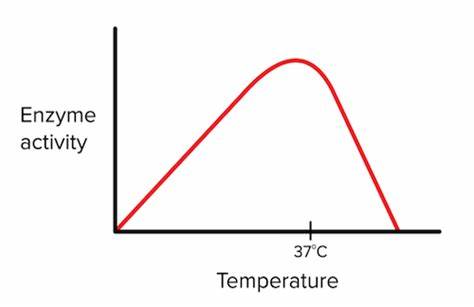 <p>More collisions tend to happen as temperatures increase due to increase in kinetic energy, so enzymatic activity also would increase. However, too high of a temp causes denaturation. Optimal temperatures is when enzyme activity is highest without becoming denatured.</p>