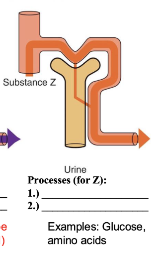 <p>processes for Z</p>