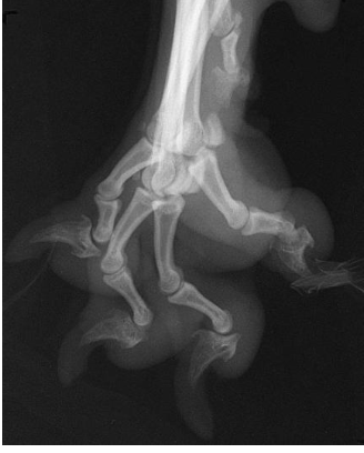 <p>what radiographic view of the digits is shown?</p>