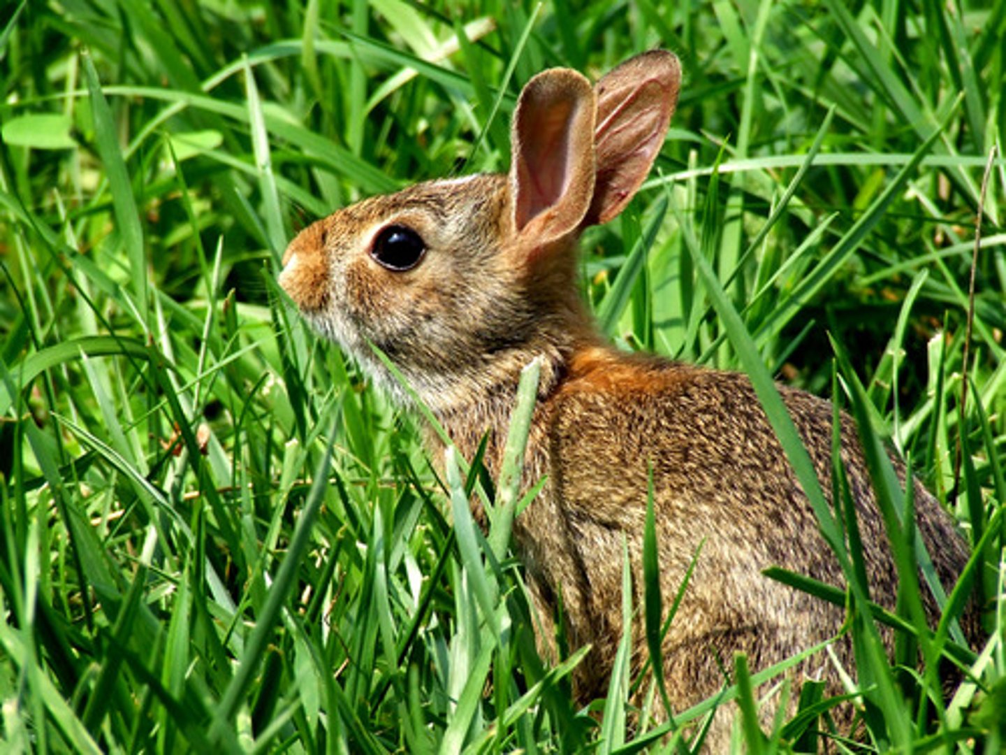 <p>the rabbit</p>