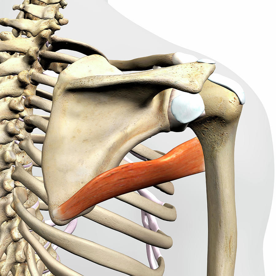<p>action of teres major</p>