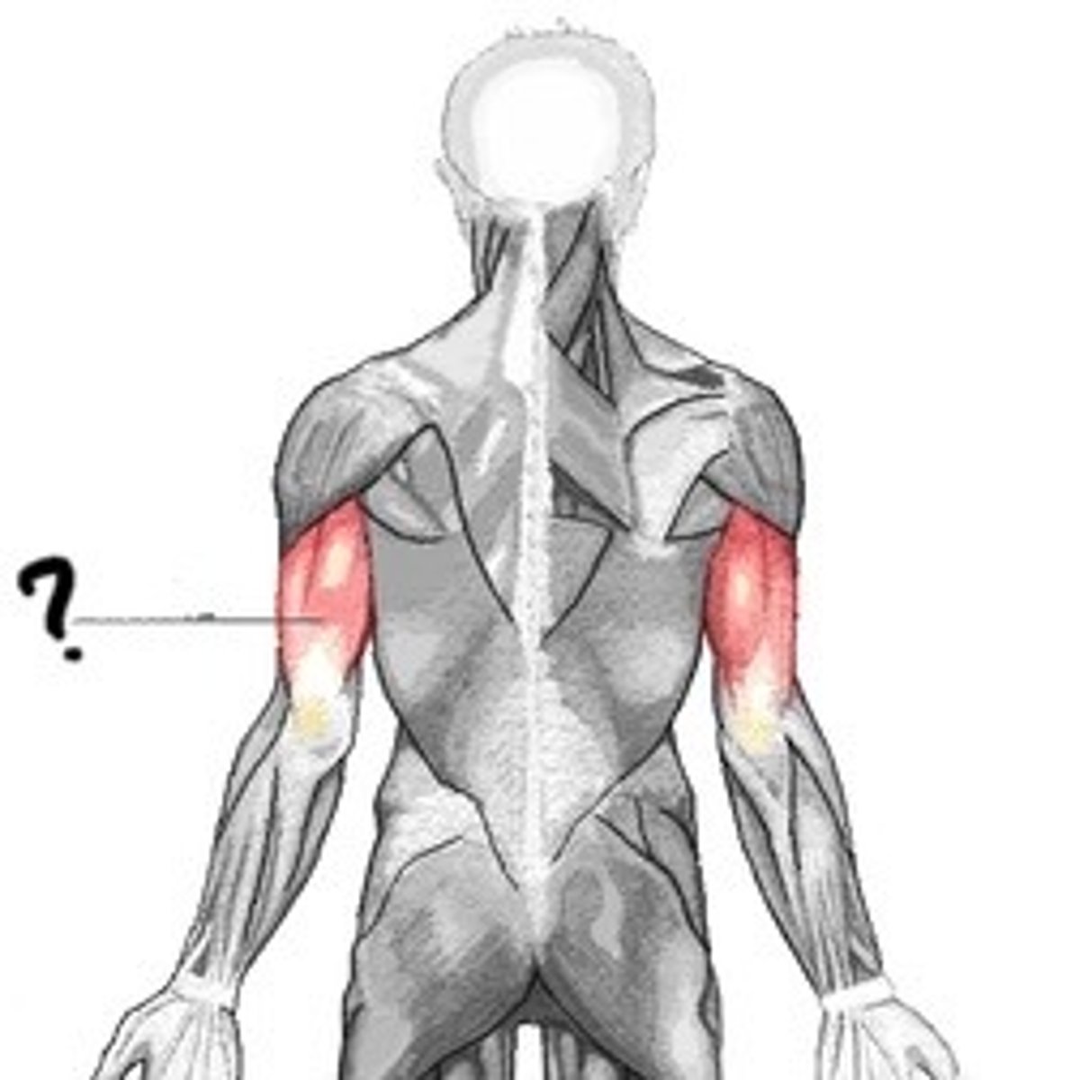 <p>Origin: 1. Infraglenoid tuberosity of scapula 2. Above radial groove of humerus 3. Below radial groove of humerus</p><p>Insertion: olecranon process of ulna</p><p>Action: extends forearm</p>