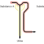 <p>Filtration only (no reabsorption)</p>