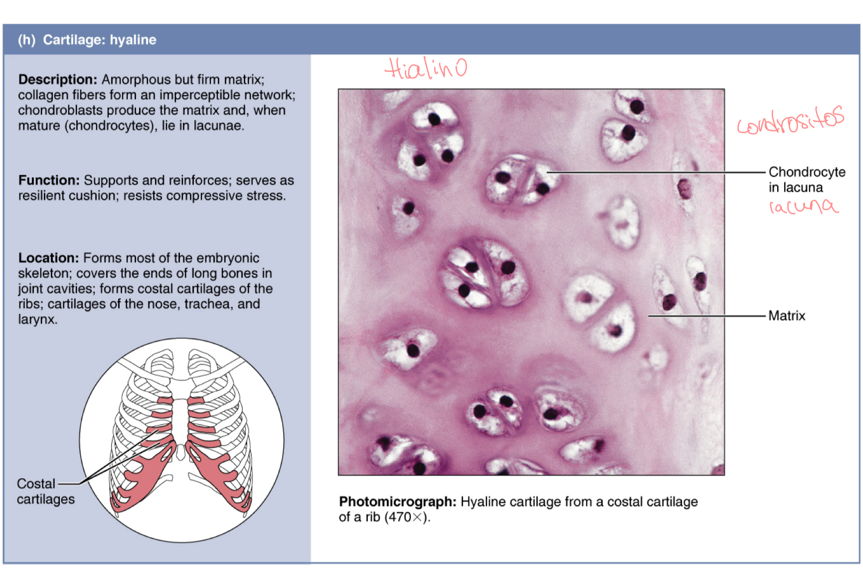 <p>Cartílago Hialino</p>
