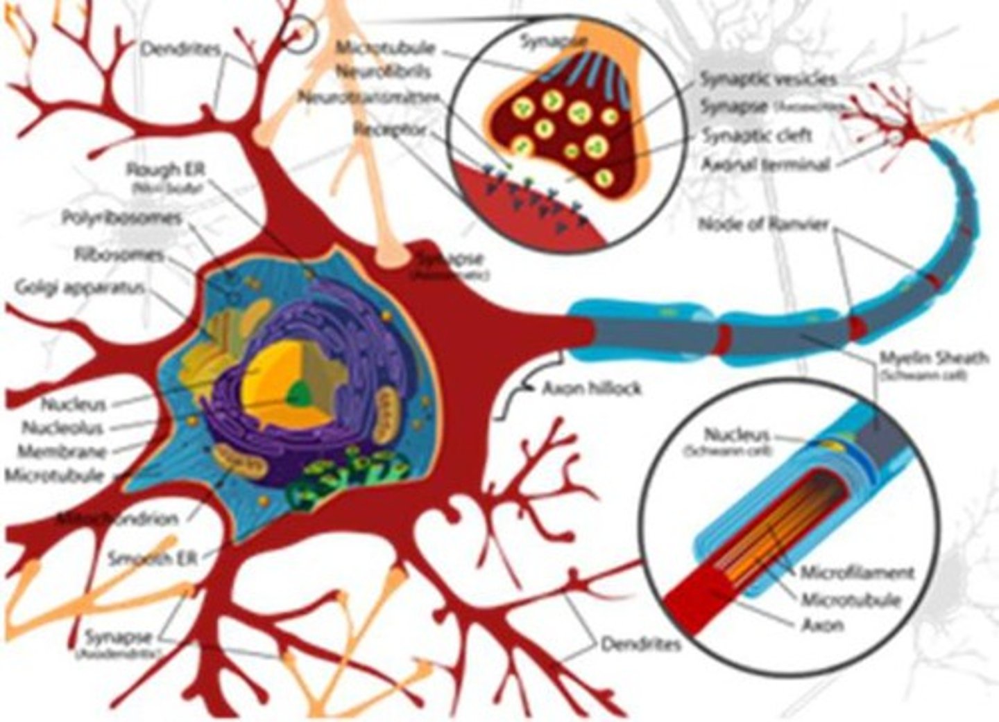 <p>A branch of psychology concerned with the links between biology and behavior.</p>