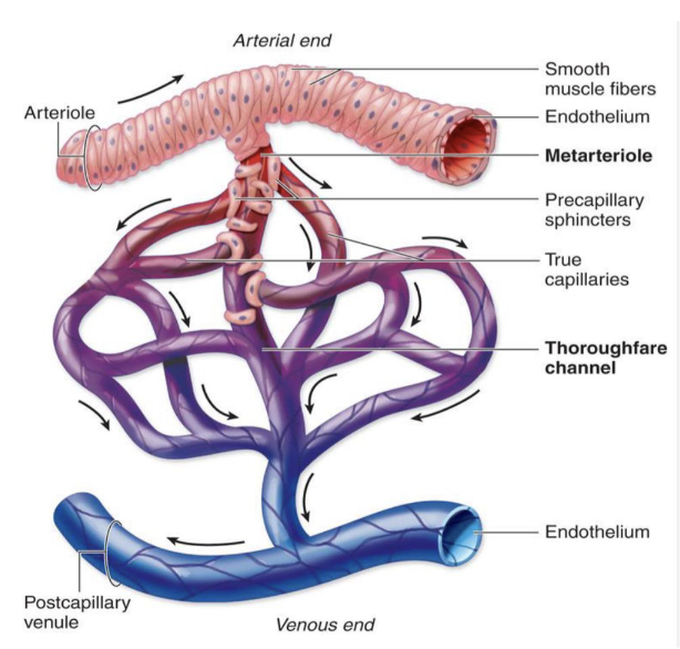 <ul><li><p>smallest blood vessels</p><ul><li><p>only one RBC can pass through a capillary at a time</p></li></ul></li><li><p>form a bed or branching vessels for exchange of gases and nutrients</p></li><li><p>composed of tunica intima (endothelium and basement membrane)</p></li></ul><p></p>