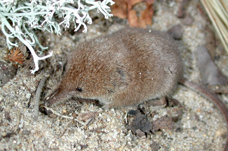 <p>Sorex cinereus</p>