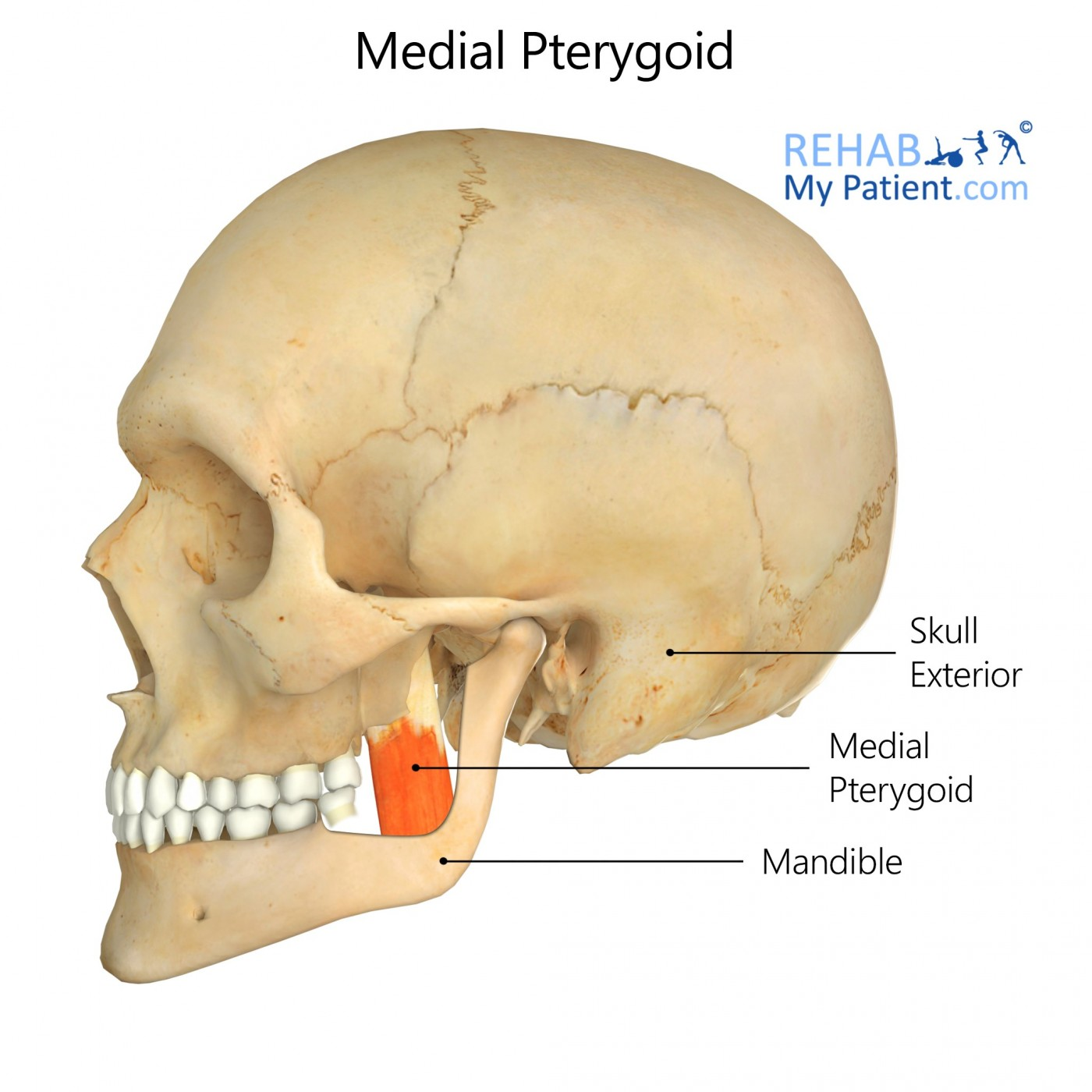 <p>O: Medial surface of lateral pterygoid plate</p><p>I: Medial surface to ramus of mandible, inferior to mandibular foramen</p><p>A: Elevate, protract, and side to side</p>