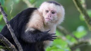 <p>New world monkeys</p><ul><li><p><span style="background-color: transparent;"><span>tails long, flared and prehensile. Long limbs medium sized</span></span></p></li><li><p><span style="background-color: transparent;"><span>Distribution: tropical central and south america</span></span></p></li><li><p><span style="background-color: transparent;"><span>Arboreal, diurnal, groups of 5-500. Vocal and social, normally a dominant male. Omnivorous.</span></span></p></li><li><p><span style="background-color: transparent;"><span>Common to critically endangered, no impact on economy.</span></span></p></li></ul><p></p>