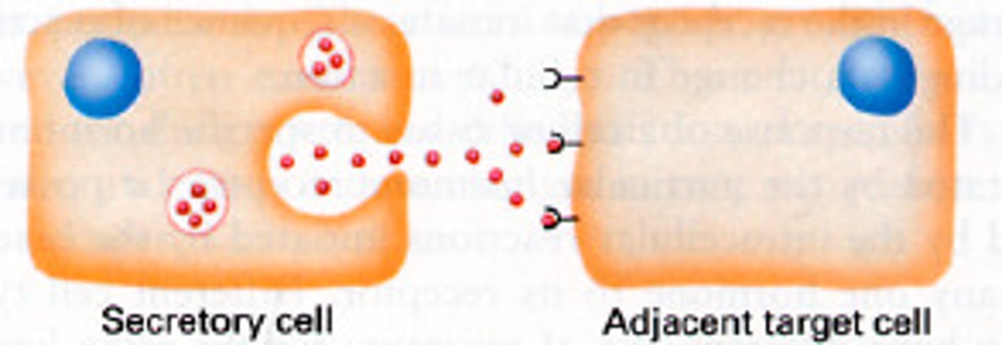 <p>local communication; cells secrete substances that affect only nearby cells, like growth factors during early animal development</p>
