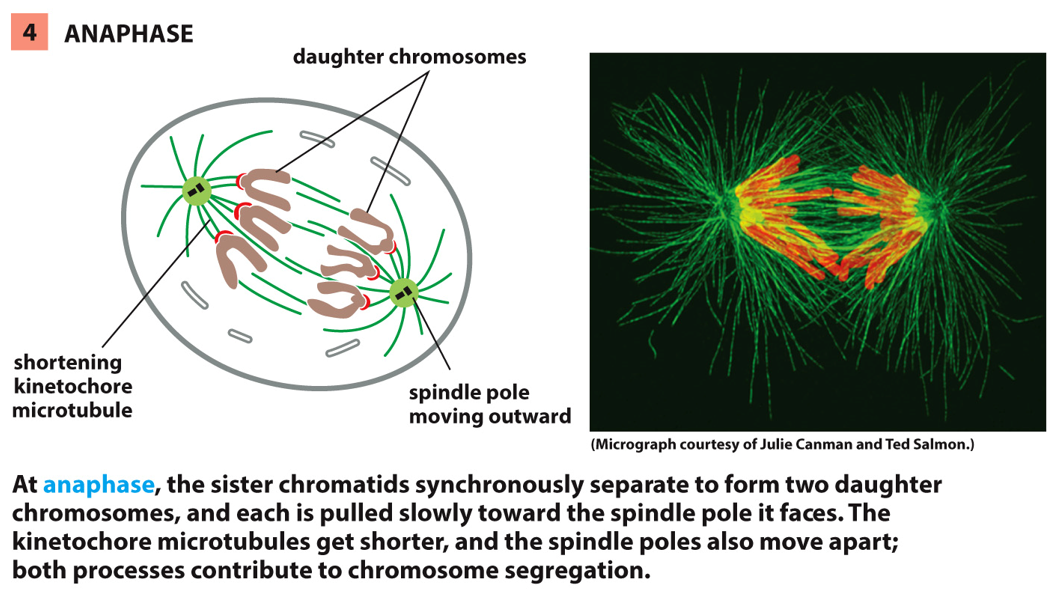 __identified by__:

* chromosomes are pulled apart toward opposite centrosomes